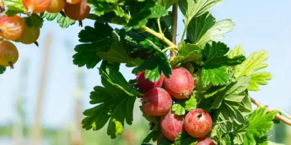 contact de fruittuin van west