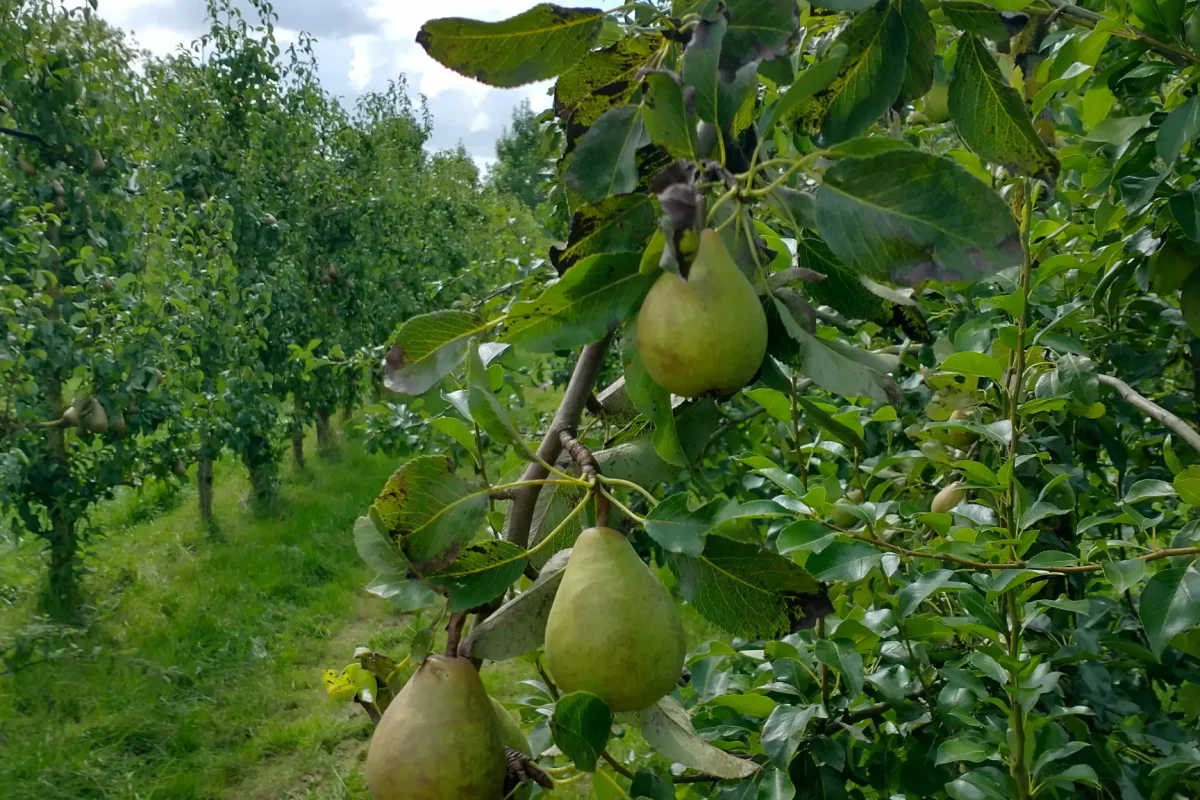 Peren boomgaard